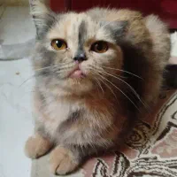 پرشین بریتیش ماده