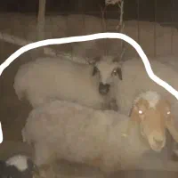 یه پونگچ یک سال با یه میش زاییده با بره ماده