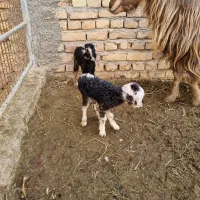 بزغاله شیری رش خلج