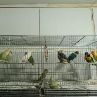 برزیلی عروس ملنگو راهب گرینچیک انگلیسی|پرنده|تهران, هوانیروز|دیوار