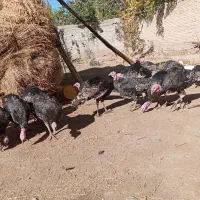 بوقلمون|حیوانات مزرعه|کشکسرای, |دیوار