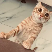 واگذاری گربه خانگی|گربه|کیش, |دیوار