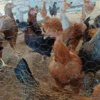 فروش ویژه نیمچه مرغ وخروس چهارماهه ماهه|حیوانات مزرعه|شهریار, شهرک امیریه|دیوار