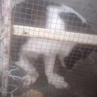 سگ پاکوتاه یک جفت