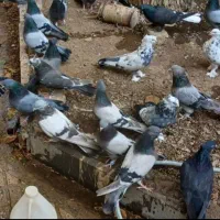 کفتر پره