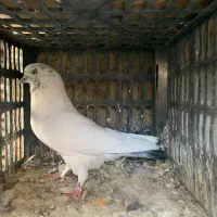 تعدادی کبوتر نر و ماده