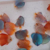 فروشگاه آکواریوم آبنوس دیسکس ماهی لوازم