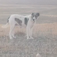 سگ ماده دو ساله|سگ|ساوه, |دیوار