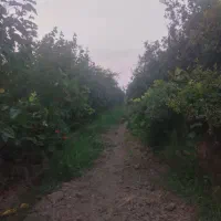 باغ انار در پایین جلین