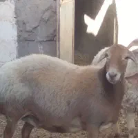 میش چینی قندوزی|حیوانات مزرعه|کرمان, |دیوار