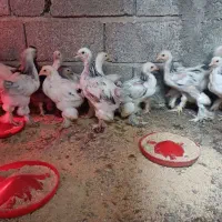 فروش انواع نیمچه مرغ بوقلمون  و غاز