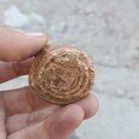 فروش فسیل حلزون چند ملیون ساله