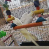 عروس هلندی نرو ماده