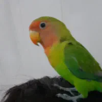 طوطی برزیلی رام دستی شیطون