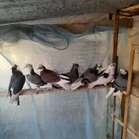 هفت عدد کبوتر