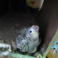 جوجه عروس هلندی سرلاکی