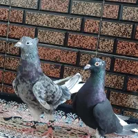 کبوتر دمسفید