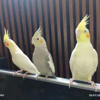 سه جوجه عروس هلندی دوماهه