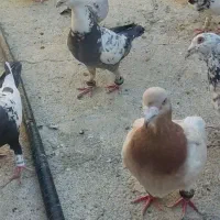 کفتر بوم