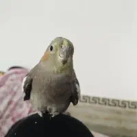 عروس هلندی دستی|پرنده|هشتگرد, شهرک راه آهن|دیوار