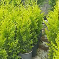 فروش لاوسون سطل ۱۲