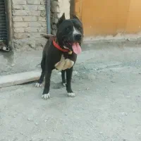 سگ پیتبول