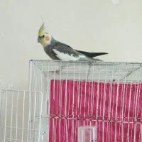 فروش عروس هلندی نر
