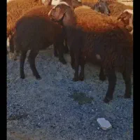 بره ماده جنس|حیوانات مزرعه|شازند, |دیوار