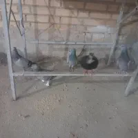 کبوتر|پرنده|سوسنگرد, |دیوار