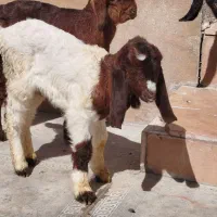 کهره|حیوانات|فسا, |دیوار