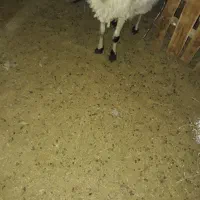 کودگوسفنددرجه یک محدوده شهر|خدمات باغبانی و درختکاری|رفسنجان, |دیوار