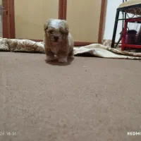 سگ پودل مالتیز مینیا توری (جیبی)|سگ|تبریز, |دیوار