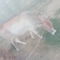 گاو ماده سالم و آبستن|حیوانات مزرعه|بیکاه, |دیوار