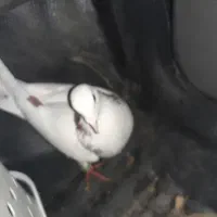 ‌کبوتر طوقی پرشی اهوازی