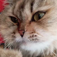 گربه|گربه|مراغه, |دیوار
