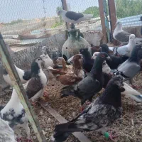 کبوتر|پرنده|گرمه, |دیوار