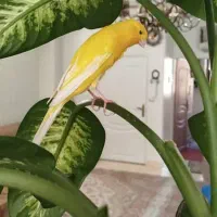 قناری ماده تن نخورده