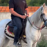 اسب عرب یه سر