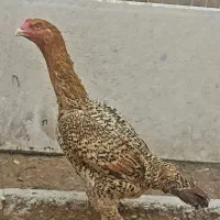 مرغ لاری نژاد دار کم یاب