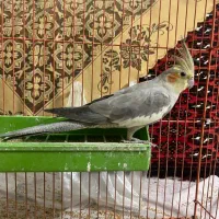 عروس هلندی سالم|پرنده|قم, هنرستان|دیوار