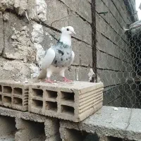 طوقی صرب دمبی