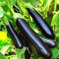 راهنمایی کنید