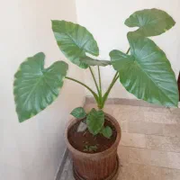 گل طبیعی بابا آدم|گل و گیاه طبیعی|تهران, حکیمیه|دیوار