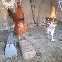 خروس|حیوانات مزرعه|شهریار, کهنز|دیوار