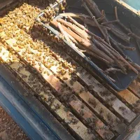 فروش زنبور کارنیکاو دورگە