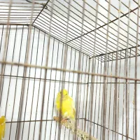 قناری ماده آماده.اردکان