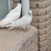 کبوتر نر و ماده|پرنده|پارس‌آباد, |دیوار