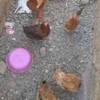 شش عدد مرغ محلی فروشی