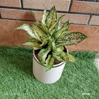 گل برای روز همسر|گل و گیاه طبیعی|بندر ماهشهر, |دیوار