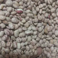 لوبیا چیتی